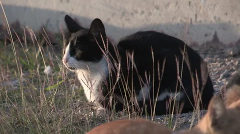 Scared Feral Cats Stock Footage 43550183