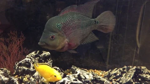 Scared Fish Stock Footage 75969763