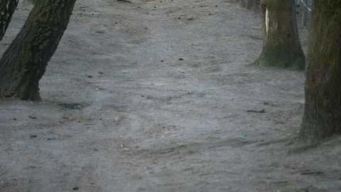 Scared fox Stock Footage 123442184