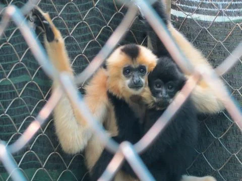 Scared gibbons in a cage Stock Photos