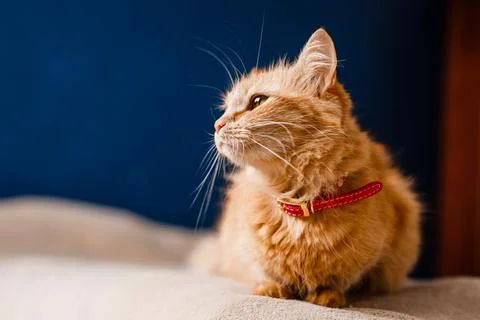 Scared ginger cat with a collar sitting on the couch Stock Photos