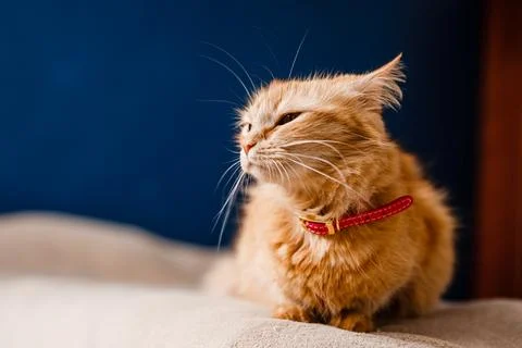 Scared ginger cat with a collar sitting on the couch Stock Photos