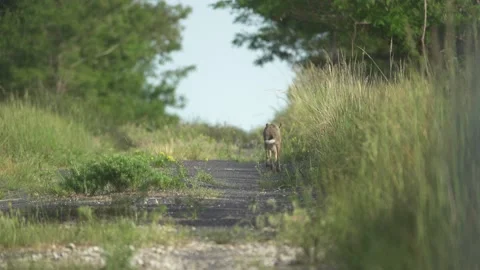 Scared hare runs away, 4K Stock Footage 221239093