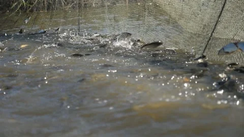 Scared herring fish are jumping high in a pond surrounded with net in slo-mo Video stock 146370871