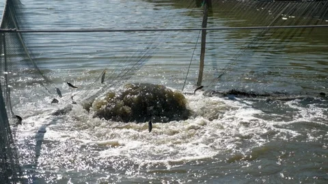 Scared herring fish springing high to ovecome high pond network in slow motion 库存影片 146264663
