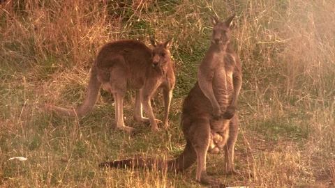 Scared Kangaroos escaping the fire Video stock 119818166