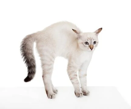 Scared kitten. Stock Photos