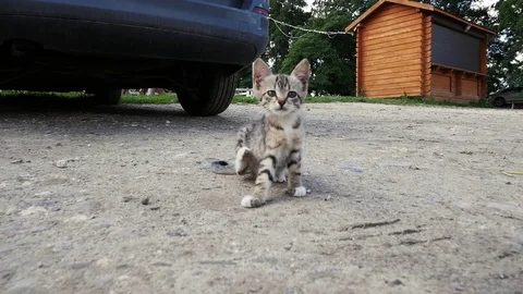 Scared the kitten on the street Stock Footage 92059898