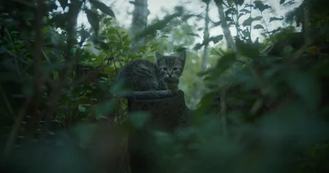Scared kitten in the woods 스톡 동영상 252933294