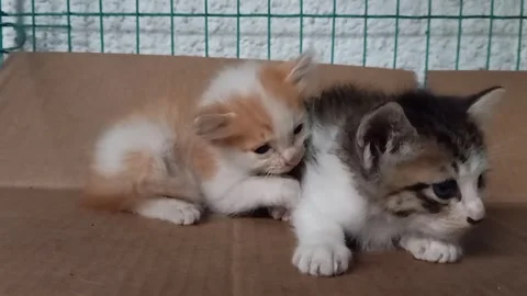 Scared Kittens Interaction with Rain Sound on Metal Roof Stock Footage 331013164