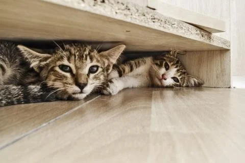 Scared kittens Stock Photos