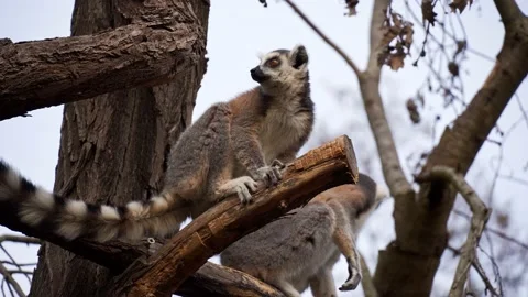 Scared lemur Video stock 151612088