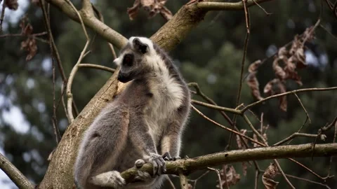 Scared lemur Stock Footage 151612618