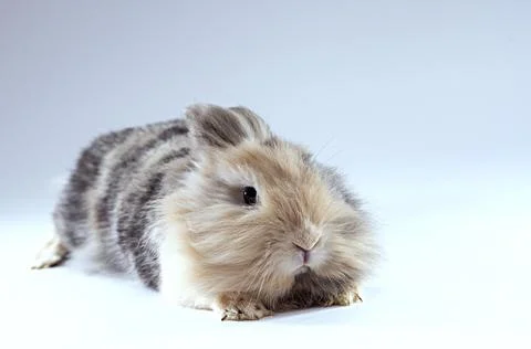Scared lionhead rabbit looking right at the camera Stock Photos