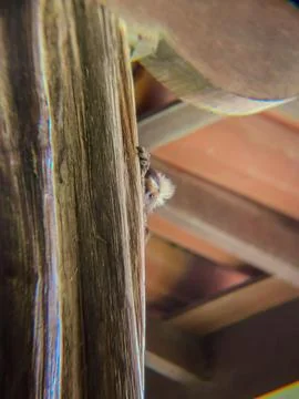 Scared little monkey Stock Photos