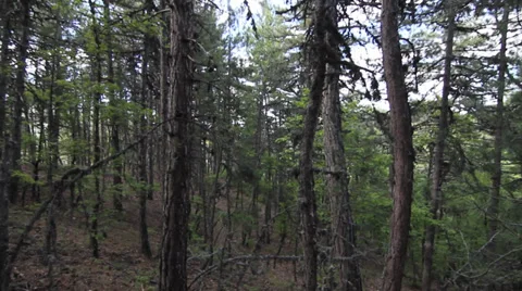 Scared lookings and running to the deep forest Video stock 38412434