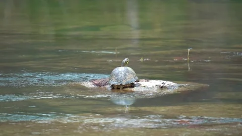 Scared Missouri River Cooter Turtle Dashing into Water during sunny Stock Footage 167677591