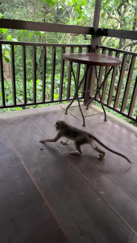 A scared monkey scratching the floor of the balcony of a tree house of a reso Stock Footage 338166529