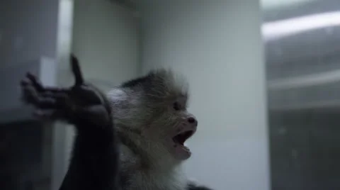 Scared monkey undergoing treatment at veterinary clinic Vídeos de archivo 67555433