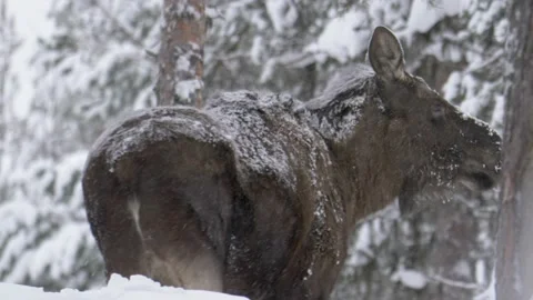 Scared Moose fleeing and checking danger from afar in Winter forest - Stock Footage 149682230