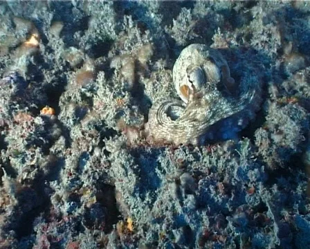 Scared Octopus (D173) 動画素材 148229