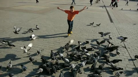 Scared pigeons escaping Stock Footage 11859316