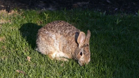 Scared rabbit hiding in camouflage from hawk circling overhead Stock Footage 89569703