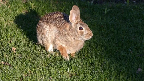 Scared rabbit hiding in camouflage from hawk circling overhead Stock Footage 89569720