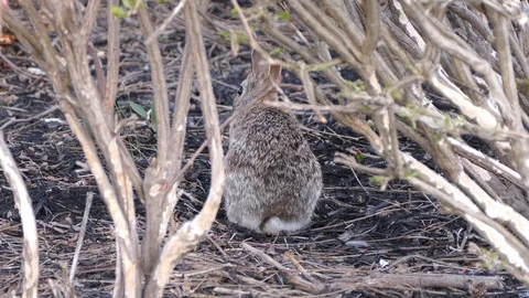 Scared rabbit hiding in camouflage from hawk circling overhead Stock Footage 89569774