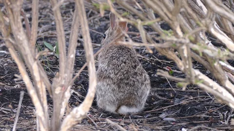 Scared rabbit hiding in camouflage from hawk circling overhead Stock Footage 89569828