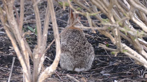 Scared rabbit hiding in camouflage from hawk circling overhead Stock Footage 89569881