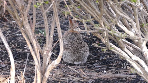 Scared rabbit hiding in camouflage from hawk circling overhead Stock Footage 89570000