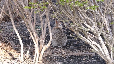 Scared rabbit hiding in camouflage from hawk circling overhead Stock Footage 89570047