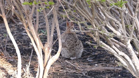 Scared rabbit hiding in camouflage from hawk circling overhead Stock Footage 89570094