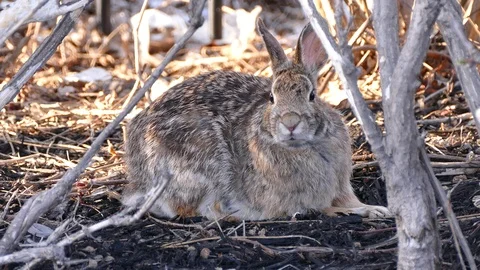 Scared rabbit hiding in camouflage from hawk circling overhead Stock Footage 89570229