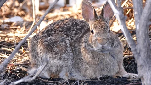 Scared rabbit hiding in camouflage from hawk circling overhead Stock Footage 89570290