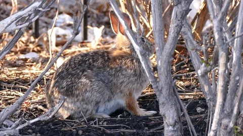 Scared rabbit hiding in camouflage from hawk circling overhead Stock Footage 89570341