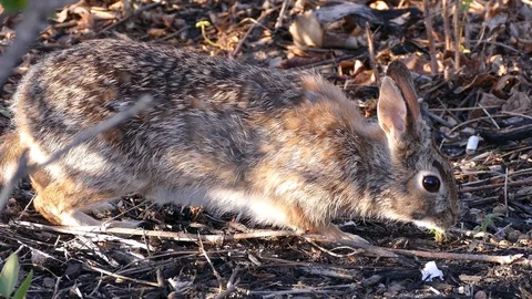 Scared rabbit hiding in camouflage from hawk circling overhead Stock Footage 89570528