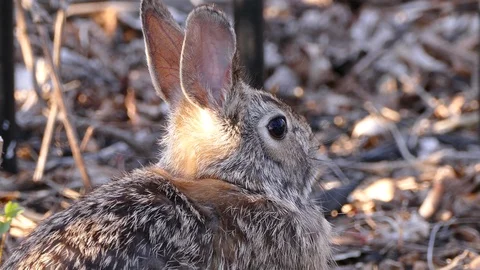 Scared rabbit hiding in camouflage from hawk circling overhead Stock Footage 89570843