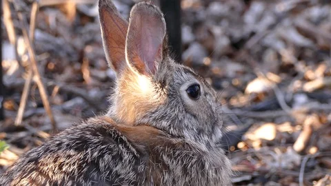 Scared rabbit hiding in camouflage from hawk circling overhead Stock Footage 89570900