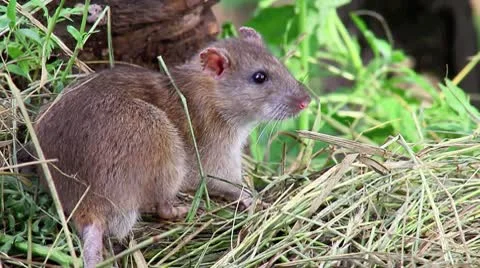 Scared Rat (close up) Stock Footage 10535677