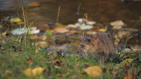 Scared Rat Sitting at River Bank with Fall Leaves, Handheld shot, Close Up Stock Footage 230451528