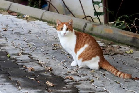 Scared red cat ready to scare and run Stock Photos