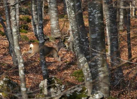 Scared roe deer running through the woods camouflaging itself among trees Stockfoto's