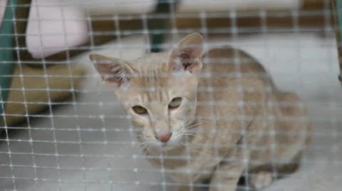 Scared shelter cat in cage Video stock 37262872