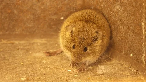 Scared small brownish mouse runs away after being scared with a clap. Stock Footage 96431052