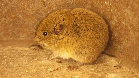 Scared small brownish mouse shivering with fear. Stock Footage 96431098