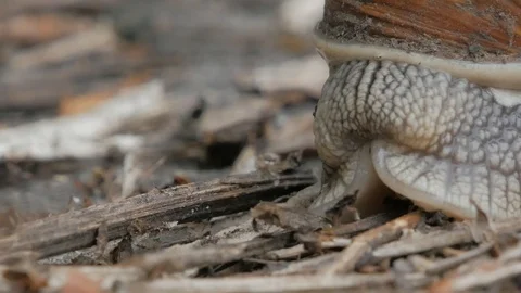 Scared snail showing head and antennas Stock Footage 92936991