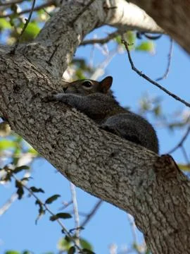 Scared Squirrel Hugging Tree Branch Stock Photos