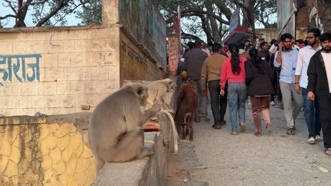 Scared Stray Calf And Monkeys Eating Ice Cream On Crowded Indian Street Vídeo Stock 327768661